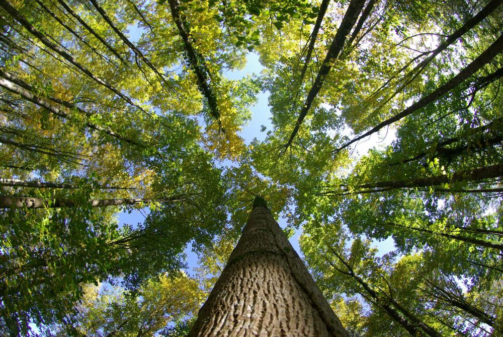 Arbre ecologie (2)